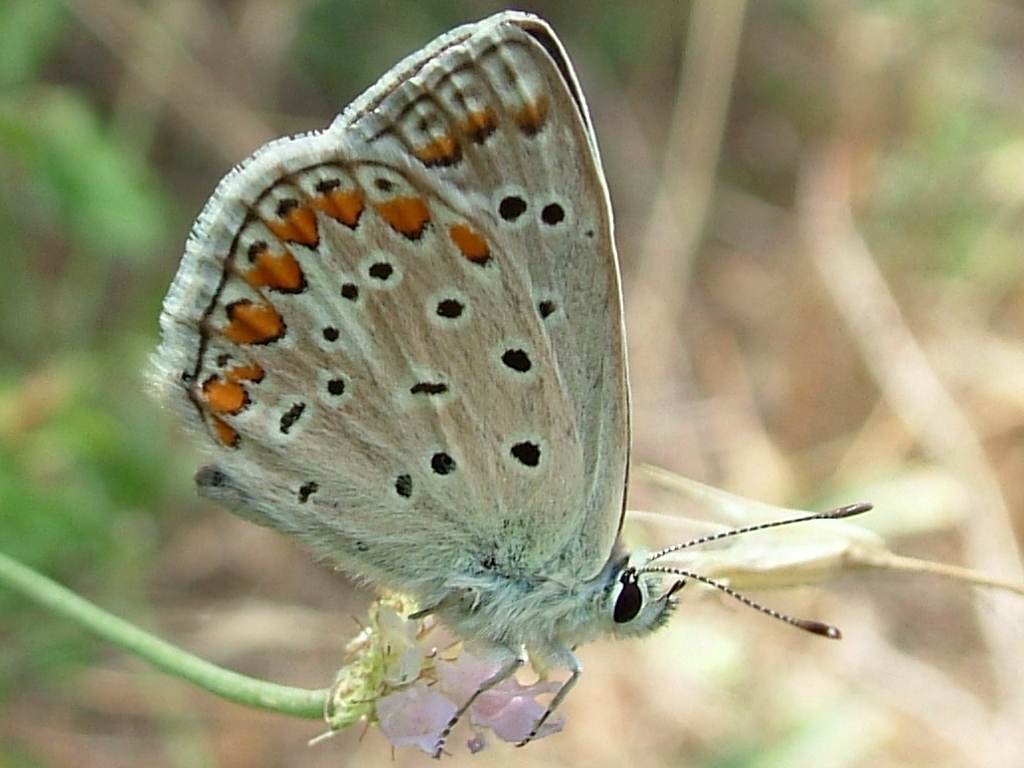 Polyommatus icarus : la mia prima farfalla...